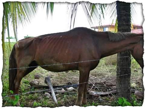 Horse died from neglect