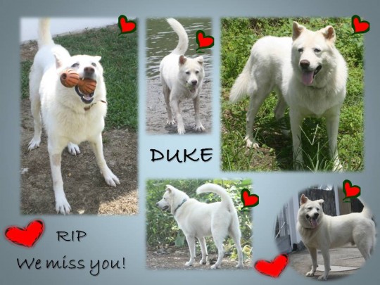 RIP Duke