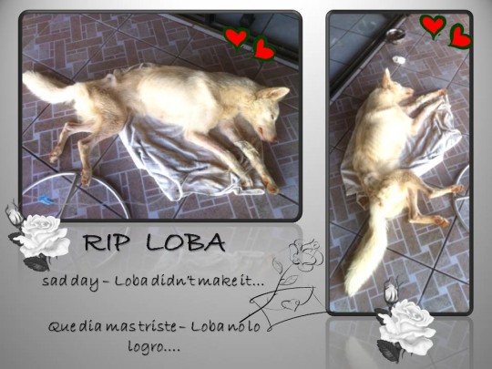 RIP Loba